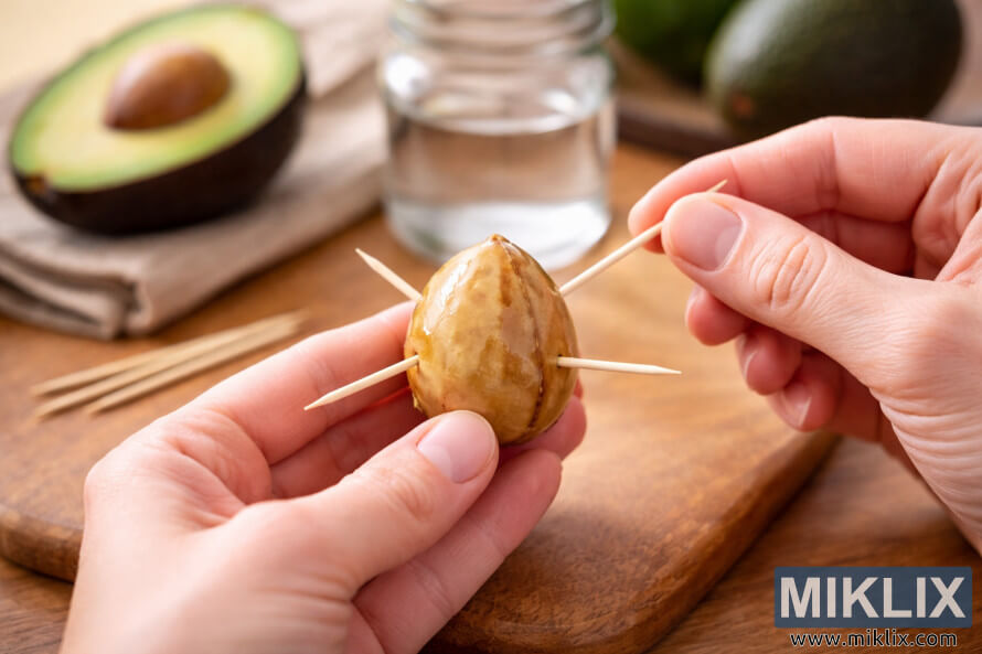 Hands inserting toothpicks into a clean avocado pit to prepare it for germination over a jar of water