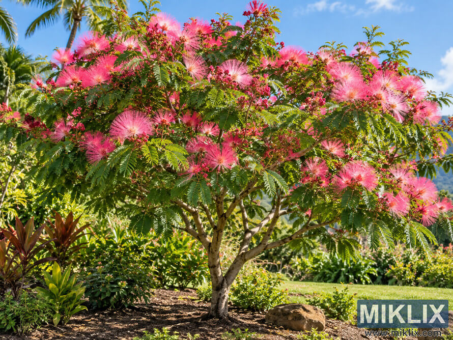 A sunlit powder puff tree covered in bright pink flowers and green fern-like leaves, growing in a landscaped garden under a blue sky. A sunlit powder puff tree covered in bright pink flowers and green fern-like leaves, growing in a landscaped garden under a blue sky.