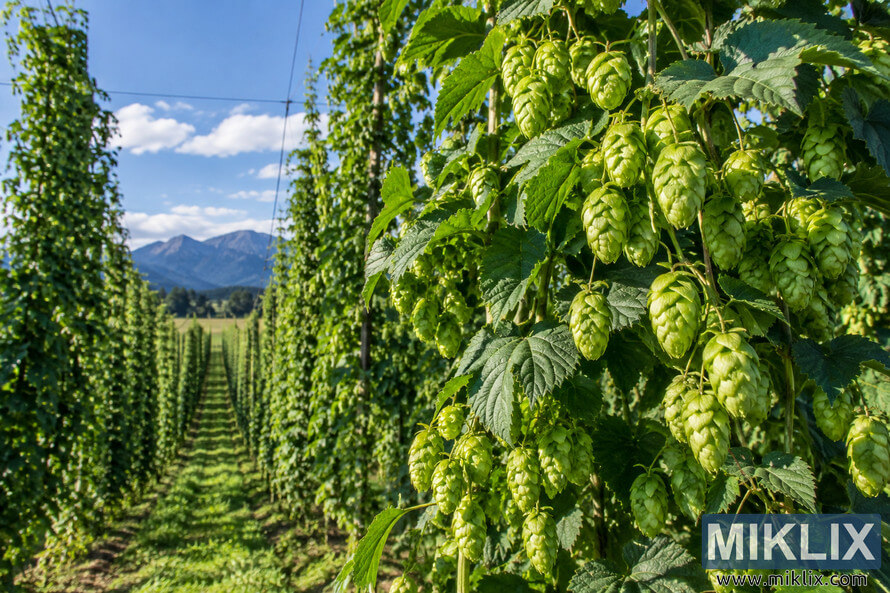 Close-up of fresh green hop cones growing on leafy bines in a sunlit New Zealand hop farm, with trellised rows and mountains in the distance. Close-up of fresh green hop cones growing on leafy bines in a sunlit New Zealand hop farm, with trellised rows and mountains in the distance.