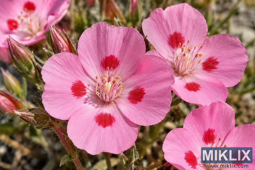 Close-up of pink five-petaled flowers with vivid red spots and yellow-tipped stamens against a blurred natural background. Close-up of pink five-petaled flowers with vivid red spots and yellow-tipped stamens against a blurred natural background.
