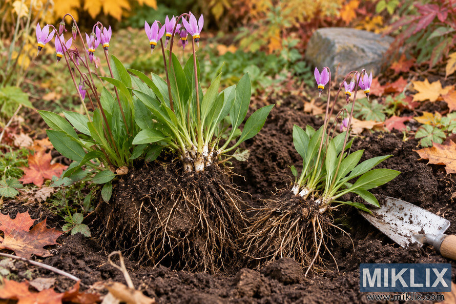 Two freshly divided flowering shooting star plants with exposed fibrous roots rest on dark garden soil beside a trowel and fallen autumn leaves.