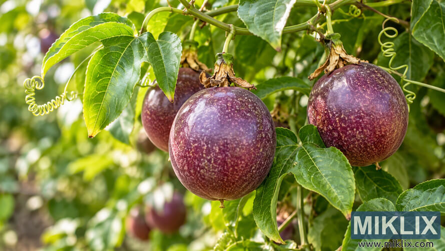 Purple, pale-speckled passion fruits hanging among lobed green leaves and curling vine tendrils. Purple, pale-speckled passion fruits hanging among lobed green leaves and curling vine tendrils.