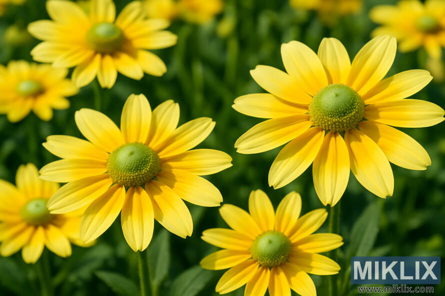 Rudbeckia 'Prairie Sun' کا Ú©ÙÙØ² اپ جس Ù
ÛÚº Ù¾ÛÙÛ Ø±ÙÚ¯ Ú©Û Ù¾ÙÚ©Ú¾ÚÛÙÚº Ú©Û Ø³Ø§ØªÚ¾ Ù¾ÛÙÛ Ø±ÙÚ¯ Ú©Û Ù¾ÙÚ©Ú¾ÚÛÙÚº Ø§ÙØ± گرÙ
Û Ú©Û ØªÛØ² Ø³ÙØ±Ø¬ Ú©Û Ø±ÙØ´ÙÛ Ù
ÛÚº اÛÚ© سبز Ø´ÙÚ©Û Rudbeckia 'Prairie Sun' کا Ú©ÙÙØ² اپ جس Ù
ÛÚº Ù¾ÛÙÛ Ø±ÙÚ¯ Ú©Û Ù¾ÙÚ©Ú¾ÚÛÙÚº Ú©Û Ø³Ø§ØªÚ¾ Ù¾ÛÙÛ Ø±ÙÚ¯ Ú©Û Ù¾ÙÚ©Ú¾ÚÛÙÚº Ø§ÙØ± گرÙ
Û Ú©Û ØªÛØ² Ø³ÙØ±Ø¬ Ú©Û Ø±ÙØ´ÙÛ Ù
ÛÚº اÛÚ© سبز Ø´ÙÚ©Û