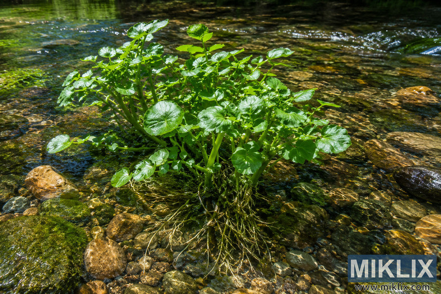 Close-up landscape photograph of a healthy green watercress plant growing in shallow crystal-clear flowing water, with exposed roots and stems visible among smooth river stones and moss-covered rocks under bright natural sunlight. Close-up landscape photograph of a healthy green watercress plant growing in shallow crystal-clear flowing water, with exposed roots and stems visible among smooth river stones and moss-covered rocks under bright natural sunlight.