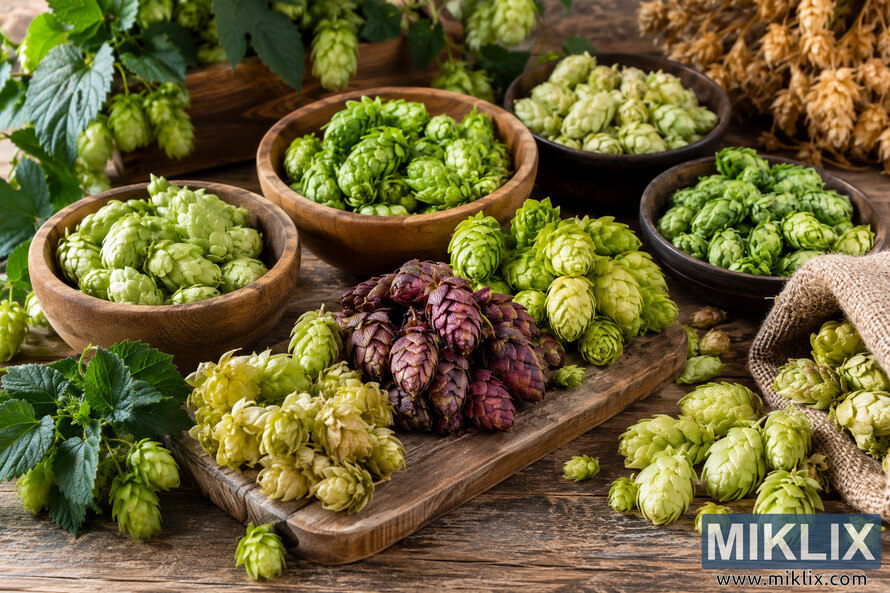 Landscape still life of several hop varieties in pale green, vivid green, yellow-green, and burgundy arranged in wooden bowls and mixed clusters on a rustic wooden table, with hop leaves, vines, a burlap sack, and scattered cones. Landscape still life of several hop varieties in pale green, vivid green, yellow-green, and burgundy arranged in wooden bowls and mixed clusters on a rustic wooden table, with hop leaves, vines, a burlap sack, and scattered cones.