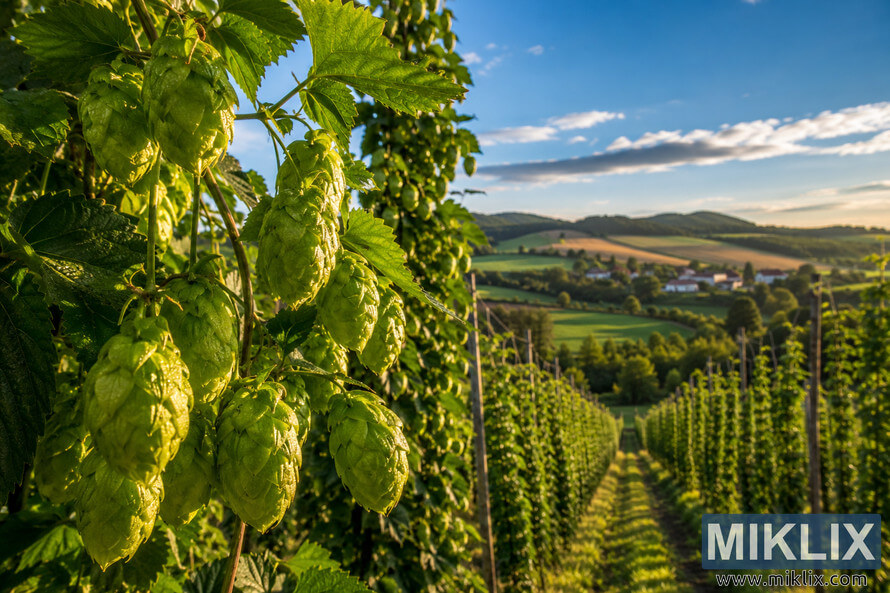 Close-up of green Žatec hop cones with dew on trellised vines in a Czech hop field at golden hour, with rolling hills and farms in the distance. Close-up of green Žatec hop cones with dew on trellised vines in a Czech hop field at golden hour, with rolling hills and farms in the distance.