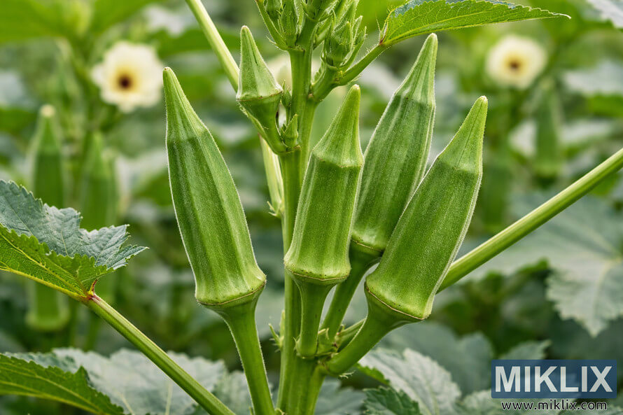 Close-up of several bright green okra pods at ideal harvest size growing on a healthy plant with leaves and soft-focus flowers in the background.