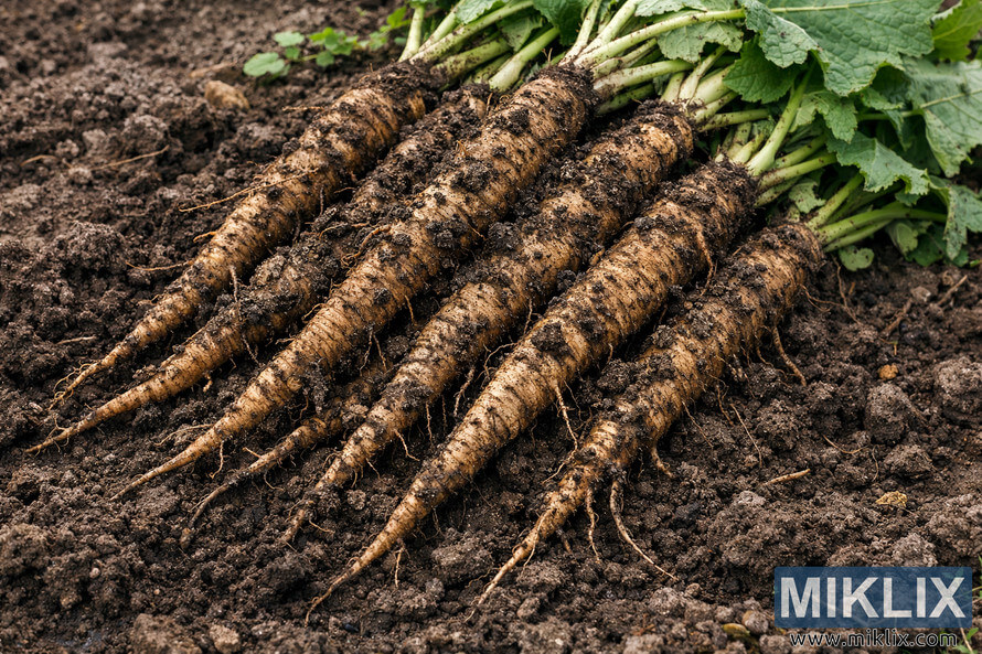 Freshly harvested burdock roots with long taproots covered in soil, laid across dark earth in a landscape orientation.