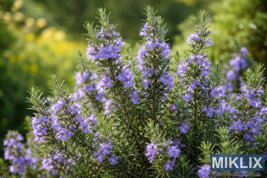 Rosemary plant with purple-blue flowers blooming in a sunlit garden with soft green background