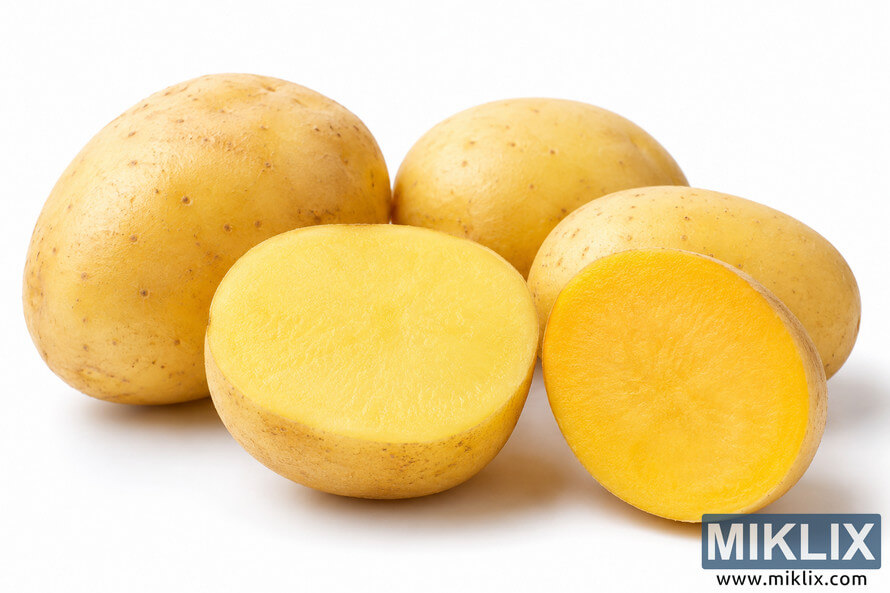High-resolution landscape image of several yellow potatoes arranged on a clean white background, including whole potatoes and cut halves that reveal pale yellow to rich golden flesh, visually illustrating natural carotenoid content through varying shades of yellow under soft studio lighting. High-resolution landscape image of several yellow potatoes arranged on a clean white background, including whole potatoes and cut halves that reveal pale yellow to rich golden flesh, visually illustrating natural carotenoid content through varying shades of yellow under soft studio lighting.