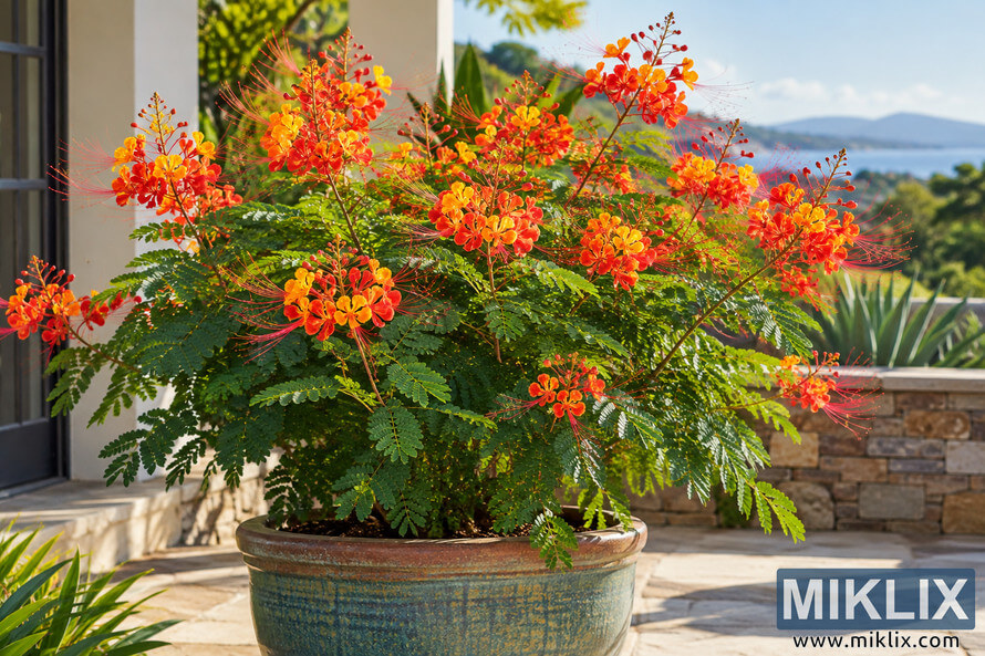 Lush Pride of Barbados plant with orange, red and yellow flowers in a weathered teal ceramic pot on a sunny stone patio overlooking water and hills. Lush Pride of Barbados plant with orange, red and yellow flowers in a weathered teal ceramic pot on a sunny stone patio overlooking water and hills.