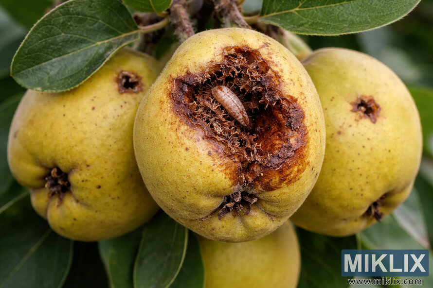 Close-up landscape photo of quinces on a tree branch, one fruit showing a large cavity with visible codling moth larva and brown decay.
