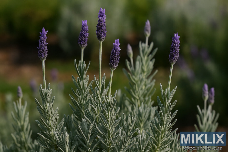 Ø³ÙØ±Ø¬ Ú©Û Ø±ÙØ´ÙÛ ÙØ§ÙÛ Ø¨Ø§Øº Ù
ÛÚº ÙØ±Ù
ÚØ§ÙØ¯Û Ú©Û Ù¾ÙØ¯ÙÚº Ø§ÙØ± Ú¯ÛØ±Û جاÙ
ÙÛ Ø±ÙÚ¯ Ú©Û Ù¾Ú¾ÙÙÙÚº Ú©Û Ø³Ø§ØªÚ¾ Ú¯ÚÙ٠کرÛÚ© Ú¯Ø±Û ÙÛÙÛÙÚØ± کا ØªÙØµÛÙÛ Ú©ÙÙØ² Ø§Ù¾Û Ø³ÙØ±Ø¬ Ú©Û Ø±ÙØ´ÙÛ ÙØ§ÙÛ Ø¨Ø§Øº Ù
ÛÚº ÙØ±Ù
ÚØ§ÙØ¯Û Ú©Û Ù¾ÙØ¯ÙÚº Ø§ÙØ± Ú¯ÛØ±Û جاÙ
ÙÛ Ø±ÙÚ¯ Ú©Û Ù¾Ú¾ÙÙÙÚº Ú©Û Ø³Ø§ØªÚ¾ Ú¯ÚÙ٠کرÛÚ© Ú¯Ø±Û ÙÛÙÛÙÚØ± کا ØªÙØµÛÙÛ Ú©ÙÙØ² اپÛ