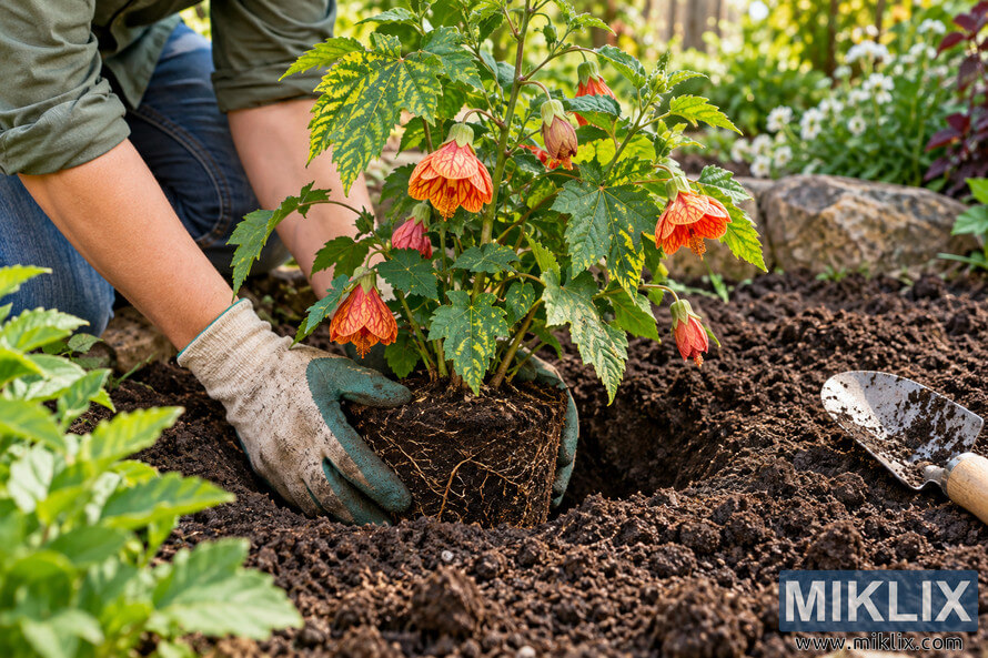 Gardener in gloves planting a flowering Abutilon pictum with variegated leaves in dark garden soil Gardener in gloves planting a flowering Abutilon pictum with variegated leaves in dark garden soil