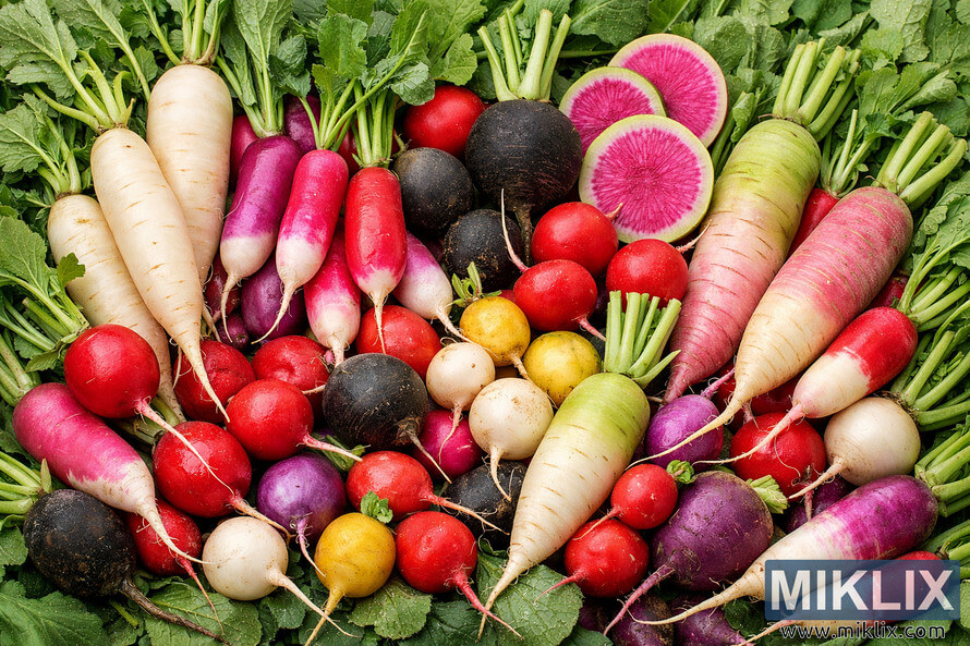 A diverse assortment of radishes in different shapes and colors including red, white, purple, black, yellow, and watermelon radishes arranged with leafy green tops.