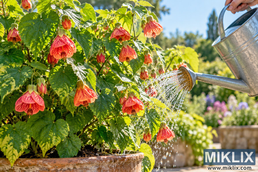 Flowering abutilon pictum being watered with a metal watering can in a sunlit summer garden Flowering abutilon pictum being watered with a metal watering can in a sunlit summer garden