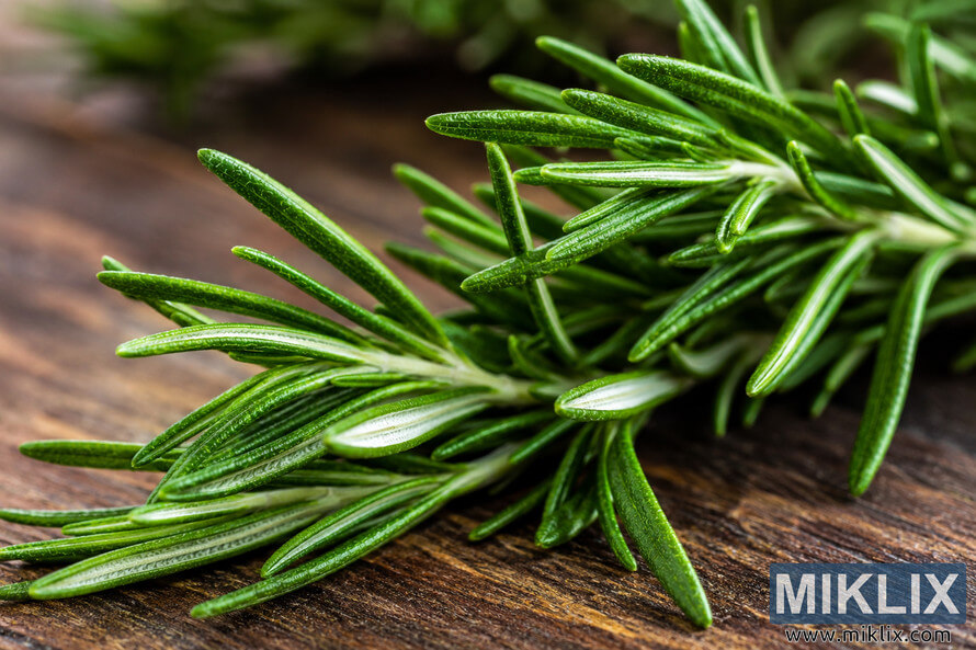 High-resolution landscape macro photograph of fresh rosemary sprigs with vibrant green needle-like leaves resting on a rustic wooden surface under soft natural light, with a blurred background emphasizing freshness and fine botanical detail. High-resolution landscape macro photograph of fresh rosemary sprigs with vibrant green needle-like leaves resting on a rustic wooden surface under soft natural light, with a blurred background emphasizing freshness and fine botanical detail.