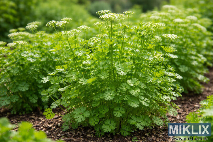Des plants luxuriants de coriandre Slow-Bolt poussant dans un parterre de jardin ensoleillÃ© avec des feuilles vertes et de petites fleurs blanches.