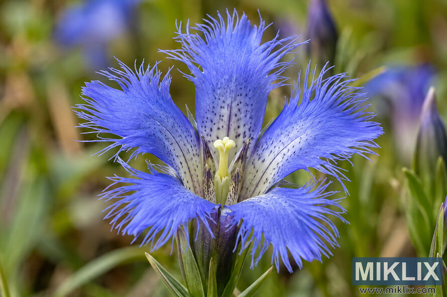 Macro view of a blue-violet flower with finely fringed petal edges, dark speckled markings, a pale yellow center, and a softly blurred green background. Macro view of a blue-violet flower with finely fringed petal edges, dark speckled markings, a pale yellow center, and a softly blurred green background.