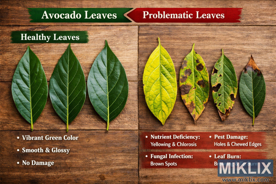 Side-by-side comparison of healthy avocado leaves and leaves showing nutrient deficiency, fungal spots, pest damage, and leaf burn on a wooden background.