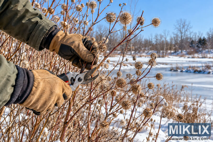 Gloved hands use pruning shears on a leafless buttonbush with dry spherical seed heads beside a snowy, partly frozen wetland. Gloved hands use pruning shears on a leafless buttonbush with dry spherical seed heads beside a snowy, partly frozen wetland.