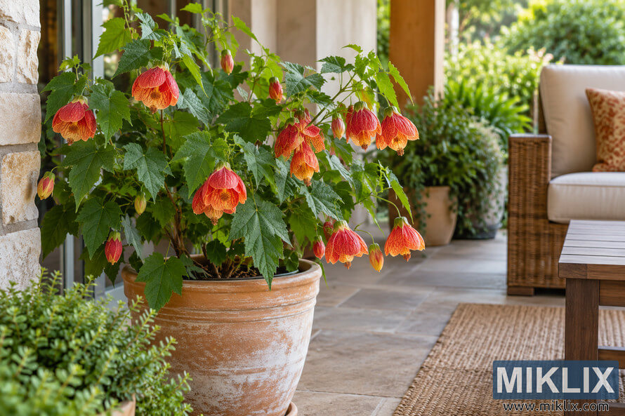 Potted Chinese lantern plant with red-orange flowers on a covered patio beside wicker seating and garden greenery Potted Chinese lantern plant with red-orange flowers on a covered patio beside wicker seating and garden greenery
