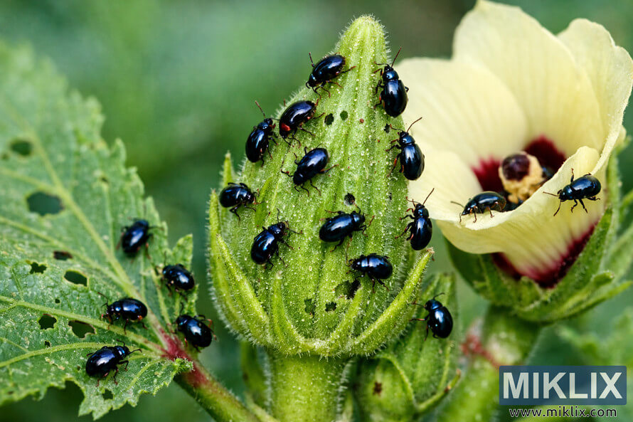 Macro photograph of shiny black flea beetles clustered on a green okra pod and surrounding leaves with small feeding holes, beside a pale yellow okra flower.