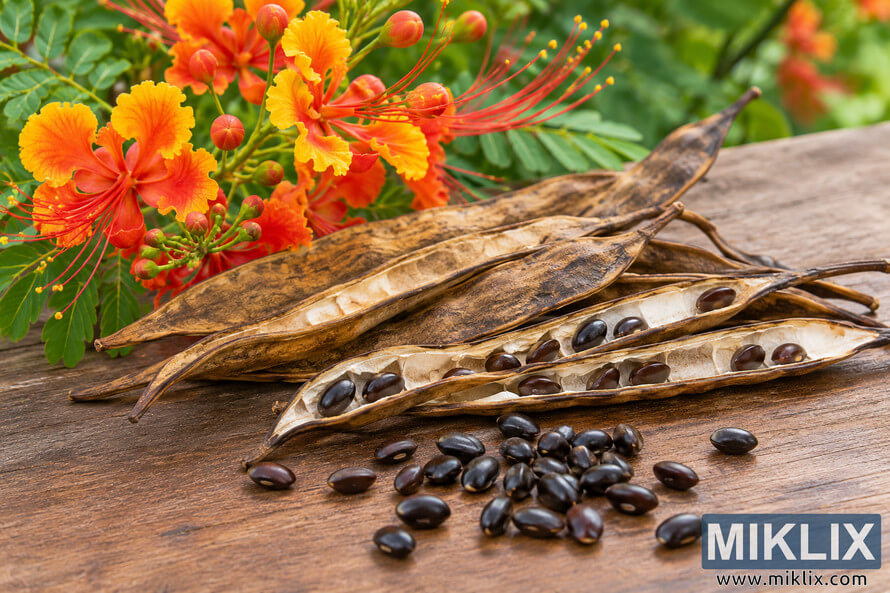 Dark glossy seeds spilling from dried brown pods on a wooden surface beside vivid orange-yellow flowers and green foliage. Dark glossy seeds spilling from dried brown pods on a wooden surface beside vivid orange-yellow flowers and green foliage.