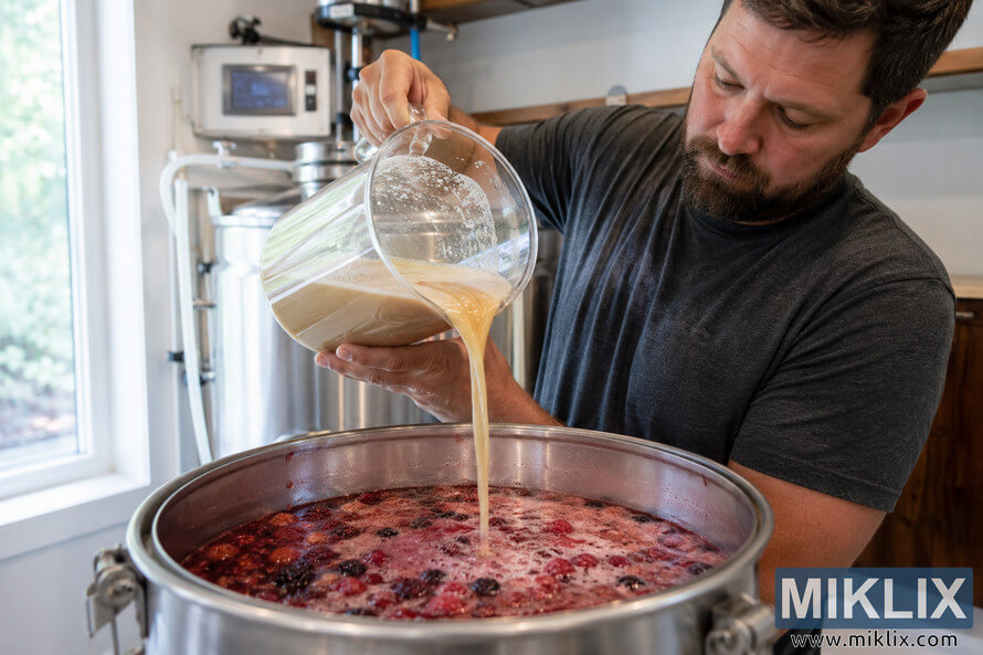 A homebrewer pours a creamy liquid yeast starter from a large glass vessel into a stainless steel fermentation vessel filled with vibrant red fruited beer wort containing mixed berries inside a clean home brewing space illuminated by natural window light. A homebrewer pours a creamy liquid yeast starter from a large glass vessel into a stainless steel fermentation vessel filled with vibrant red fruited beer wort containing mixed berries inside a clean home brewing space illuminated by natural window light.