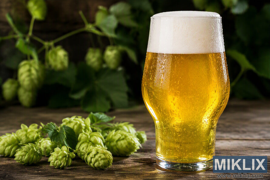 A landscape-oriented close-up photograph of a freshly poured golden IPA in a clear tulip-shaped beer glass with a thick white foam head. Condensation droplets cover the glass, which sits on a rustic wooden table surrounded by green hop cones and leaves. The softly blurred background contains hanging hop vines and dark natural tones, creating a craft brewing atmosphere.