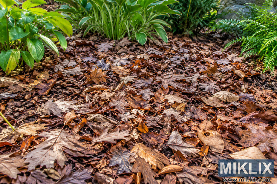 Low-angle view of a garden bed covered in brown leaf mulch, bordered by green foliage and ferns; no dormant Green Dragon is visibly identifiable. Low-angle view of a garden bed covered in brown leaf mulch, bordered by green foliage and ferns; no dormant Green Dragon is visibly identifiable.