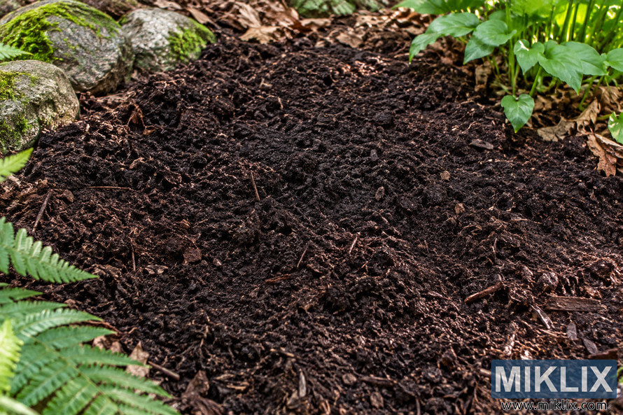 Dark, freshly prepared soil framed by mossy stones, fern fronds, green foliage, and brown leaf litter in a shaded woodland garden. Dark, freshly prepared soil framed by mossy stones, fern fronds, green foliage, and brown leaf litter in a shaded woodland garden.