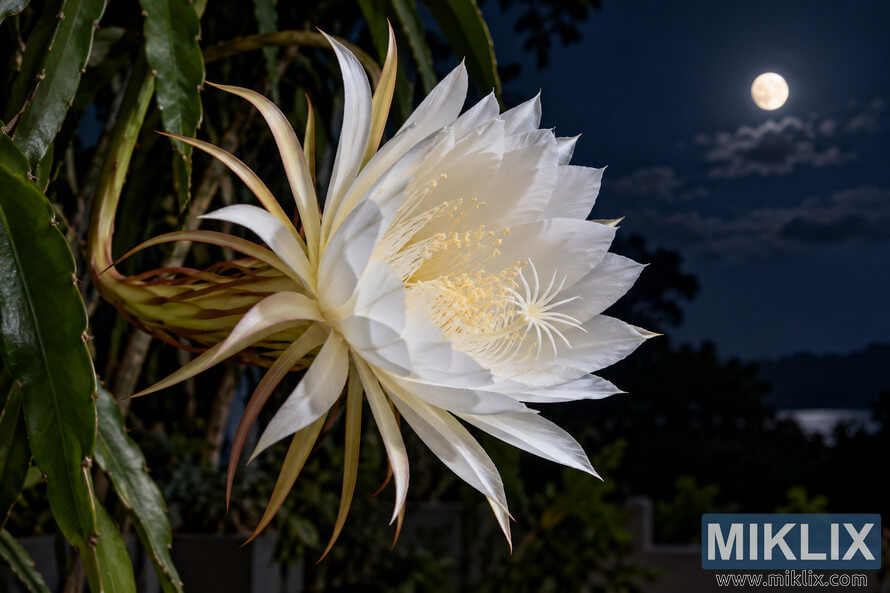 White night-blooming cereus flower open at night against a dark blue sky, with a bright moon and blurred garden foliage in the background White night-blooming cereus flower open at night against a dark blue sky, with a bright moon and blurred garden foliage in the background