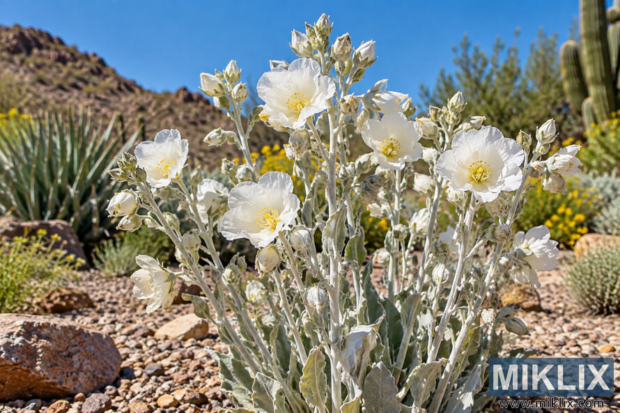 White ghost flowers on silvery stems blooming among rocks, succulents, cacti, and desert hills beneath a clear blue sky. White ghost flowers on silvery stems blooming among rocks, succulents, cacti, and desert hills beneath a clear blue sky.