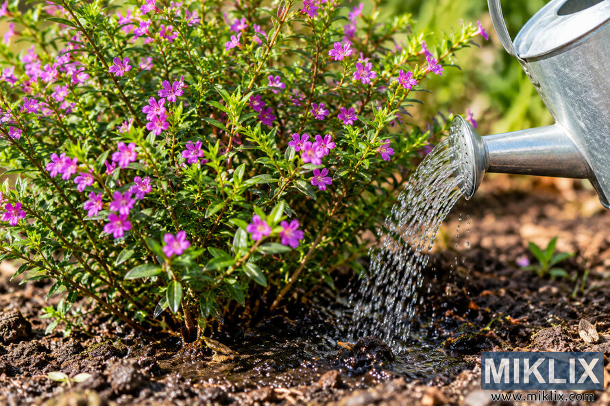 Water from a metal watering can pours onto dark soil at the base of a lush cuphea plant covered with small purple flowers and green leaves. Water from a metal watering can pours onto dark soil at the base of a lush cuphea plant covered with small purple flowers and green leaves.