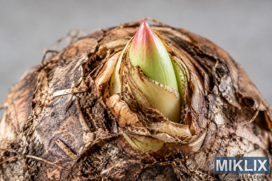 Macro close-up of a green, pink-tipped shoot emerging from the dry, layered brown surface of a bulb against a blurred gray background. Macro close-up of a green, pink-tipped shoot emerging from the dry, layered brown surface of a bulb against a blurred gray background.