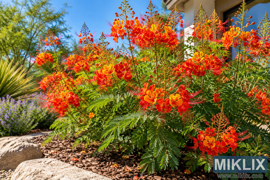 Sunlit garden bed filled with orange, red and yellow Pride of Barbados flowers, green foliage, purple blooms and natural stone edging. Sunlit garden bed filled with orange, red and yellow Pride of Barbados flowers, green foliage, purple blooms and natural stone edging.