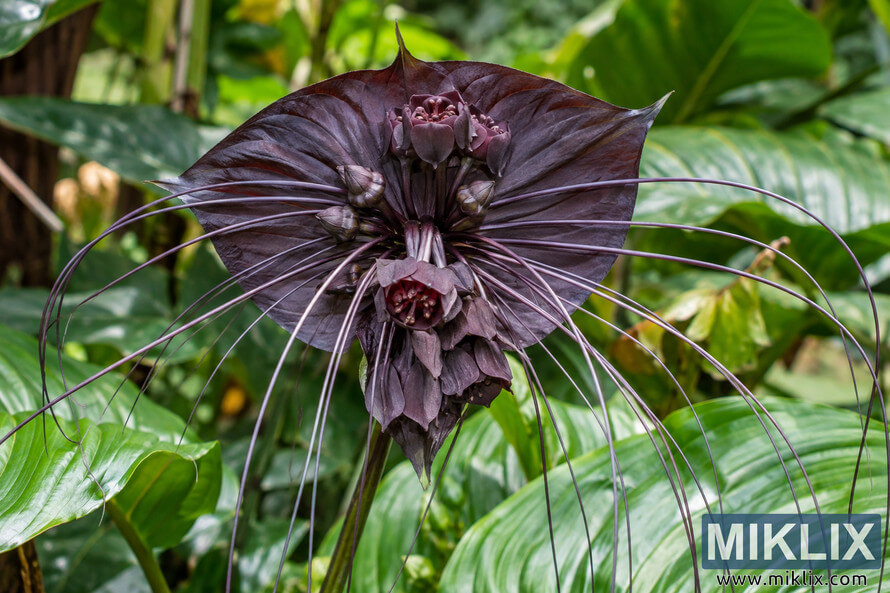 Close-up of a dark purple-black bat flower in bloom, with long whisker-like filaments extending across glossy green tropical foliage. Close-up of a dark purple-black bat flower in bloom, with long whisker-like filaments extending across glossy green tropical foliage.
