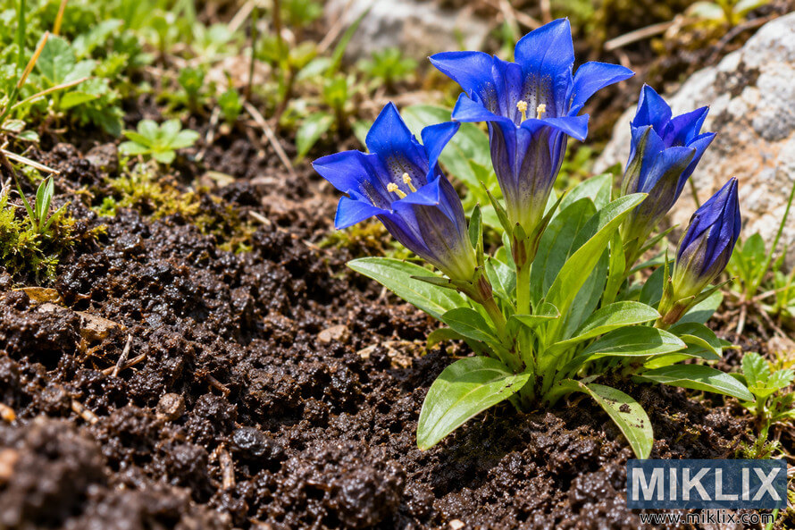 Close-up of vivid blue gentian-like flowers and green leaves growing beside dark, moist loamy soil, moss, small plants, and pale rocks. Close-up of vivid blue gentian-like flowers and green leaves growing beside dark, moist loamy soil, moss, small plants, and pale rocks.