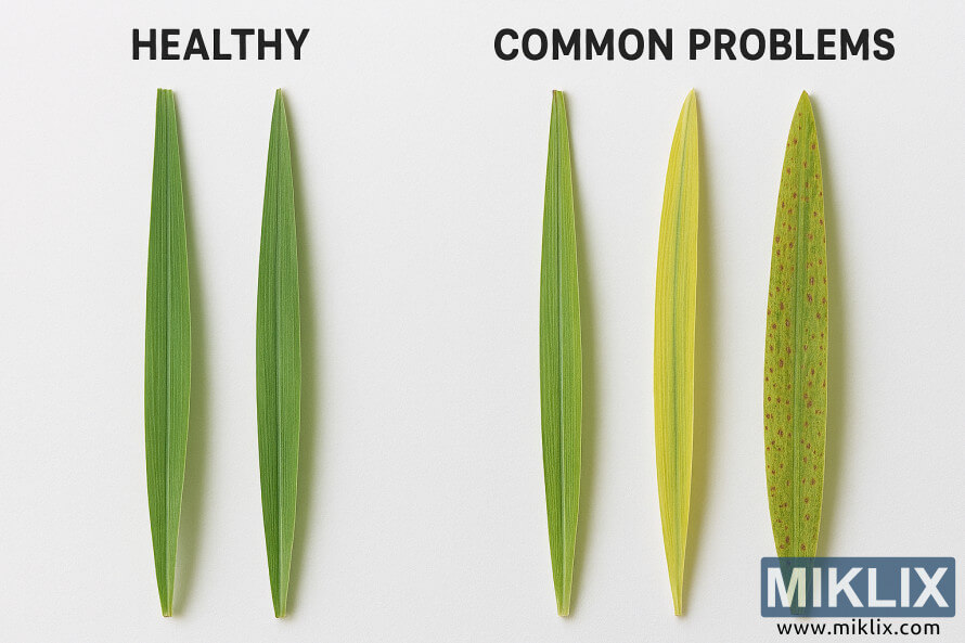 Ð­ÑÒ¯Ò¯Ð» Ð½Ð¸Ð¼Ð±ÑÐ³Ð½Ð¸Ð¹ Ó©Ð²ÑÐ½Ð¸Ð¹ Ð½Ð°Ð²Ñ Ð±Ð¾Ð»Ð¾Ð½ ÑÐ°ÑÐ»Ð°Ð¶, Ð±Ð¾Ñ ÑÐ¾Ð»Ð±Ð¾ÑÐ¾Ð¹ Ð½Ð°Ð²ÑÐ½ÑÑÐ´ÑÐ½ ÑÐ°ÑÑÑÑÑÐ»Ð°Ð»Ñ