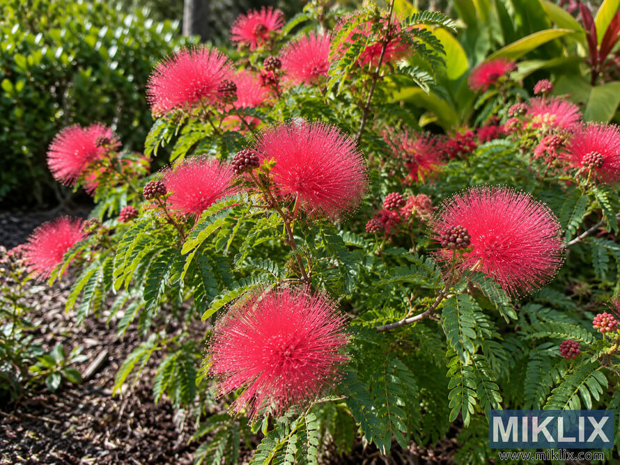 Pink-red Powder Puff flowers and fern-like green foliage growing in a sunlit garden bed with lush plants in the background. Pink-red Powder Puff flowers and fern-like green foliage growing in a sunlit garden bed with lush plants in the background.