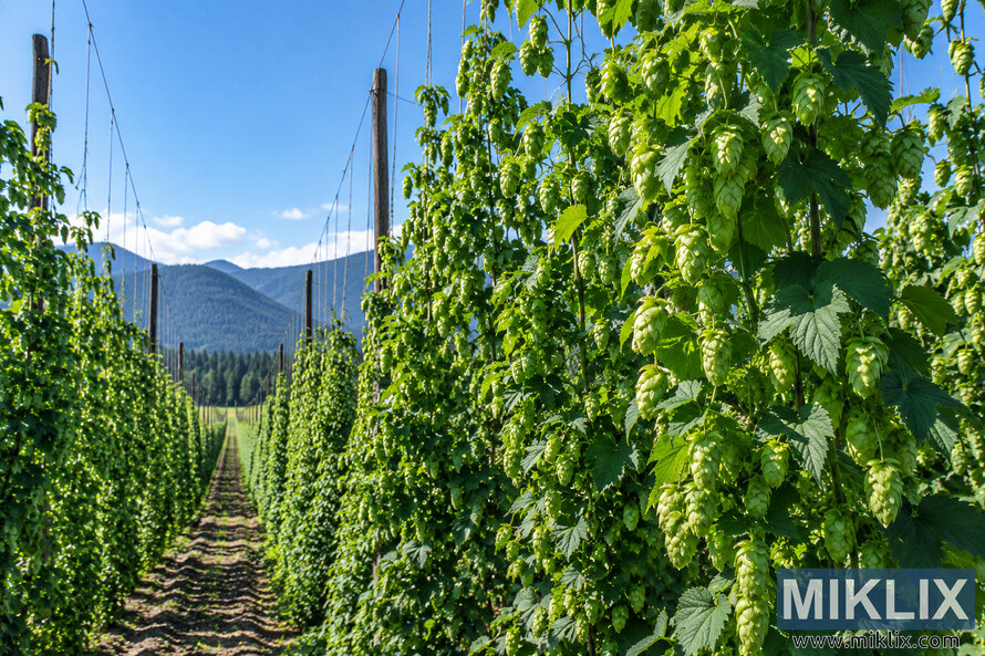 Landscape view of mature green hop bines covered with hop cones growing in long rows on a tall wooden trellis system, with a dirt lane leading toward forested Pacific Northwest mountains beneath a clear blue sky.