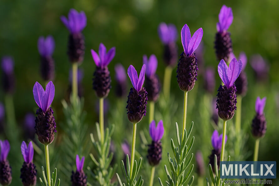 Ø³ÙØ±Ø¬ Ú©Û Ø±ÙØ´ÙÛ ÙØ§ÙÛ Ø¨Ø§Øº Ù
ÛÚº Ú¯ÛØ±Û جاÙ
ÙÛ Ø±ÙÚ¯ Ú©Û Ù¾Ú¾ÙÙÙÚº Ú©Û Ø§Ø³Ù¾Ø§Ø¦Ú©Ø³ Ø§ÙØ± ÙØ´Ø¯ ÙØ§ÛÙÛÙ¹ برÛÚ©Ù¹ Ú©Û Ø³Ø§ØªÚ¾ اÙÙÚ© ÛØ³Ù¾Ø§ÙÙÛ ÙÛÙÛÙÚØ± کا ØªÙØµÛÙÛ Ú©ÙÙØ² Ø§Ù¾Û Ø³ÙØ±Ø¬ Ú©Û Ø±ÙØ´ÙÛ ÙØ§ÙÛ Ø¨Ø§Øº Ù
ÛÚº Ú¯ÛØ±Û جاÙ
ÙÛ Ø±ÙÚ¯ Ú©Û Ù¾Ú¾ÙÙÙÚº Ú©Û Ø§Ø³Ù¾Ø§Ø¦Ú©Ø³ Ø§ÙØ± ÙØ´Ø¯ ÙØ§ÛÙÛÙ¹ برÛÚ©Ù¹ Ú©Û Ø³Ø§ØªÚ¾ اÙÙÚ© ÛØ³Ù¾Ø§ÙÙÛ ÙÛÙÛÙÚØ± کا ØªÙØµÛÙÛ Ú©ÙÙØ² اپÛ