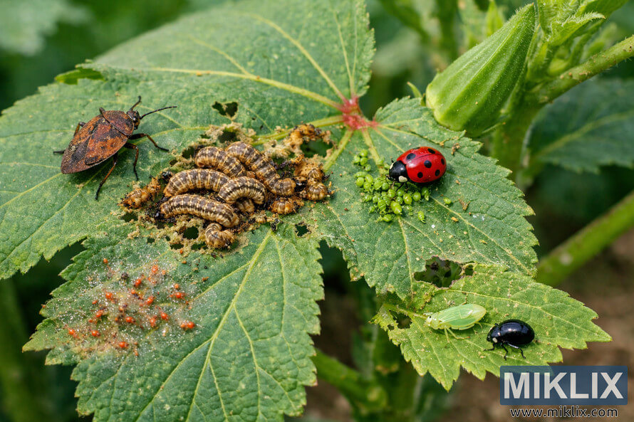 Close-up of an okra leaf showing multiple pests including caterpillars, aphids with a ladybug, a stink bug, flea beetle, leafhopper, and spider mites damaging the leaf surface.