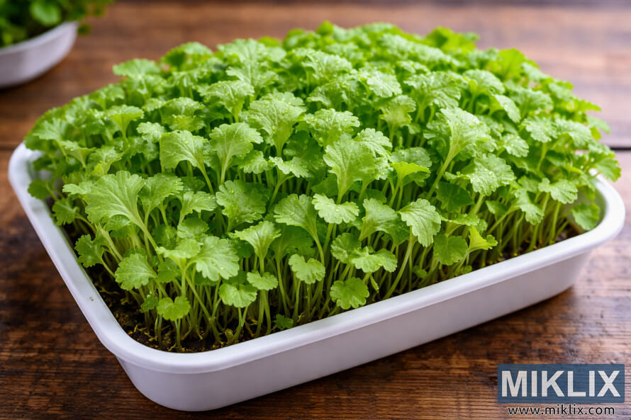 Small rectangular container filled densely with vibrant baby mustard greens growing closely together in dark soil, photographed in landscape orientation.