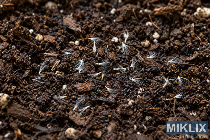 Macro view of small pale, feathery seeds scattered across dark, moist prepared soil mixed with bark fragments and white granules. Macro view of small pale, feathery seeds scattered across dark, moist prepared soil mixed with bark fragments and white granules.