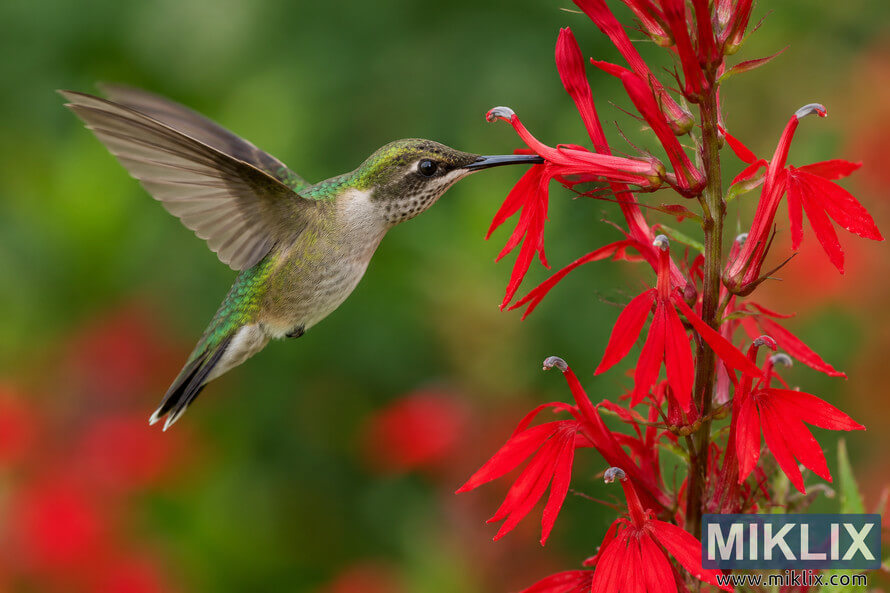Close-up of a green hummingbird hovering as it feeds from the vivid red tubular blossoms of a Cardinal Flower against a soft green background. Close-up of a green hummingbird hovering as it feeds from the vivid red tubular blossoms of a Cardinal Flower against a soft green background.