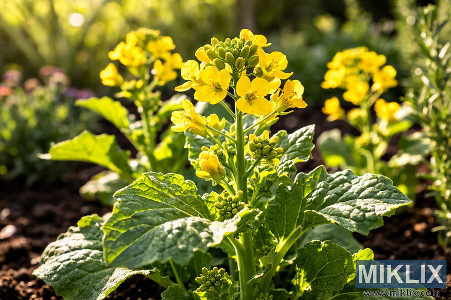 Close-up of a Yellow Mustard (Sinapis alba) plant with bright yellow flowers and green leaves growing in a sunlit herb garden.