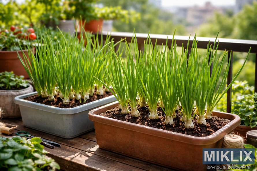 Scallions growing in rectangular containers on a sunny balcony with lush green shoots and city scenery in the background.