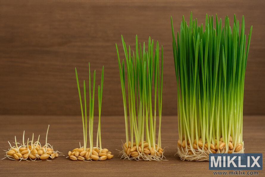 Side-by-side view of four stages of wheatgrass growth from seed to full maturity